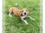 Beagle Mix DOG FOR ADOPTION RGADN-1261797 - Bronze - Beagle / Mixed (short coat)