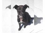 Labrador Retriever-Retriever Mix DOG FOR ADOPTION RGADN-1261817 - Bali -