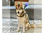Huskies Mix DOG FOR ADOPTION RGADN-1261818 - Suki - Husky / Mixed (medium coat)