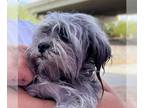 Shih Tzu DOG FOR ADOPTION RGADN-1261835 - Shirley - Shih Tzu Dog For Adoption