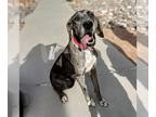 Great Dane DOG FOR ADOPTION RGADN-1261836 - Laverne - Great Dane Dog For