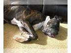 Boxer DOG FOR ADOPTION RGADN-1261838 - Beaux IV - Boxer Dog For Adoption
