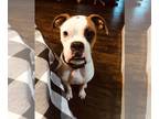 Boxer DOG FOR ADOPTION RGADN-1261839 - Zero - Boxer Dog For Adoption