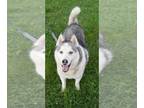 Mix DOG FOR ADOPTION RGADN-1261851 - Pepe Le Pew - Husky Dog For Adoption