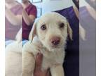 Jack Russell Terrier-Welsh Corgi Mix DOG FOR ADOPTION RGADN-1261858 - Heidi -