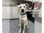 Labrador Retriever Mix DOG FOR ADOPTION RGADN-1261864 - Zeus - Terrier /