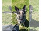 German Shepherd Dog Mix DOG FOR ADOPTION RGADN-1261865 - Makoonz - German