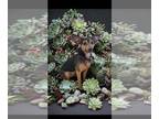 Miniature Pinscher Mix DOG FOR ADOPTION RGADN-1261868 - Lily - Miniature