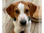 Treeing Walker Coonhound DOG FOR ADOPTION RGADN-1261881 - Aurora - Treeing