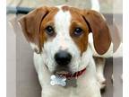 Treeing Walker Coonhound Mix DOG FOR ADOPTION RGADN-1261882 - Boris - Treeing