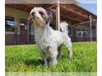 Shih Tzu Mix DOG FOR ADOPTION RGADN-1261886 - LITTLE MAN - Shih Tzu / Yorkshire