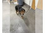 Rottweiler Mix DOG FOR ADOPTION RGADN-1261888 - *JOEY - Rottweiler / Mixed