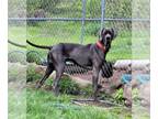 Great Dane DOG FOR ADOPTION RGADN-1261904 - Brady - Great Dane Dog For Adoption