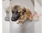 Chow Chow-German Shepherd Dog Mix DOG FOR ADOPTION RGADN-1261909 - *AUSTIN -