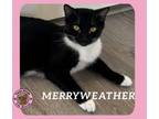 Adopt Merryweather a Domestic Short Hair