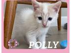 Adopt Polly a Domestic Short Hair