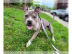 American Pit Bull Terrier Mix DOG FOR ADOPTION RGADN-1261916 - Blueberry Danish