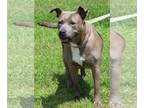 American Pit Bull Terrier Mix DOG FOR ADOPTION RGADN-1261919 - Athena 39582 -