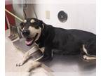 Black and Tan Coonhound Mix DOG FOR ADOPTION RGADN-1261938 - MOLLY - Black and