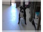 Labrador Retriever Mix DOG FOR ADOPTION RGADN-1261949 - ROMEO - Labrador