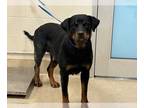 Rottweiler Mix DOG FOR ADOPTION RGADN-1261952 - JOLENE - Rottweiler / Mixed