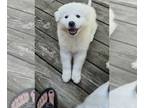 American Eskimo Dog-pomeranian spitz Mix DOG FOR ADOPTION RGADN-1261969 - Milan