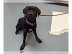 Labrottie DOG FOR ADOPTION RGADN-1261987 - DUCKY - Labrador Retriever /