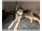 Mix DOG FOR ADOPTION RGADN-1261989 - *HOPE - Husky (medium coat) Dog For