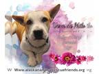 American Pit Bull Terrier DOG FOR ADOPTION RGADN-1262013 - Vera de Milo -