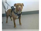 American Pit Bull Terrier DOG FOR ADOPTION RGADN-1262020 - BIGGIE - Pit Bull