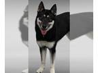 Huskies Mix DOG FOR ADOPTION RGADN-1262022 - Nora - Husky / Mixed Dog For