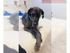 Great Dane DOG FOR ADOPTION RGADN-1262025 - Cowboy - Great Dane Dog For Adoption