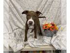 American Pit Bull Terrier DOG FOR ADOPTION RGADN-1262034 - SCARLET - American