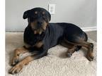 Rottweiler Mix DOG FOR ADOPTION RGADN-1262045 - RUBY - Rottweiler / Mixed