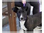 American Pit Bull Terrier Mix DOG FOR ADOPTION RGADN-1262048 - BOBA - Pit Bull