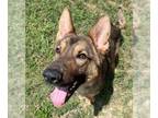 German Shepherd Dog Mix DOG FOR ADOPTION RGADN-1262106 - KAISER - German