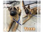 Akita-German Shepherd Dog Mix DOG FOR ADOPTION RGADN-1262114 - Tiger - German