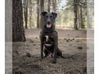 Great Dane Mix DOG FOR ADOPTION RGADN-1262115 - Gabriel (Gabe) - Black Labrador
