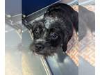 Bossi-Poo DOG FOR ADOPTION RGADN-1262118 - Elora - Boston Terrier / Poodle