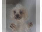Poodle (Miniature) Mix DOG FOR ADOPTION RGADN-1262122 - Rosie - Poodle