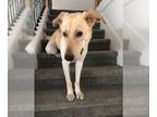 Shepradors DOG FOR ADOPTION RGADN-1262124 - Dini - German Shepherd Dog /