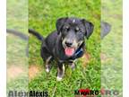 Alaskan Malamute-Retriever Mix DOG FOR ADOPTION RGADN-1262176 - Alexis - Alaskan