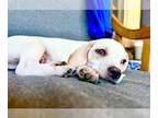 Beagle Mix DOG FOR ADOPTION RGADN-1262201 - Perrier - Beagle / Mixed (short
