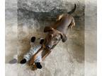 Dachshund Mix DOG FOR ADOPTION RGADN-1262215 - Hootie- Foster to Adopt -