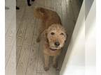 Golden Retriever DOG FOR ADOPTION RGADN-1262216 - Honey - Foster to Adopt -
