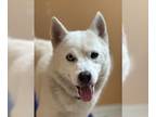 Huskies -Pomeranian Mix DOG FOR ADOPTION RGADN-1262218 - Blizz - Pomeranian /