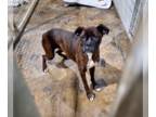 Boxer DOG FOR ADOPTION RGADN-1262219 - Buttercup - Boxer Dog For Adoption