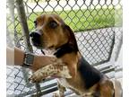 Beagle DOG FOR ADOPTION RGADN-1262233 - Nash - Beagle Dog For Adoption