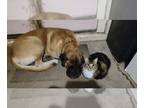 Mastiff DOG FOR ADOPTION RGADN-1262235 - Howie - Mastiff Dog For Adoption