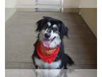 Bernese Mountain Dog Mix DOG FOR ADOPTION RGADN-1262255 - Tala - Bernese